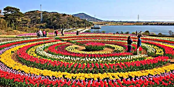 Kashmir Tulip Festival Tickets, Pricing, And Online Booking 2024